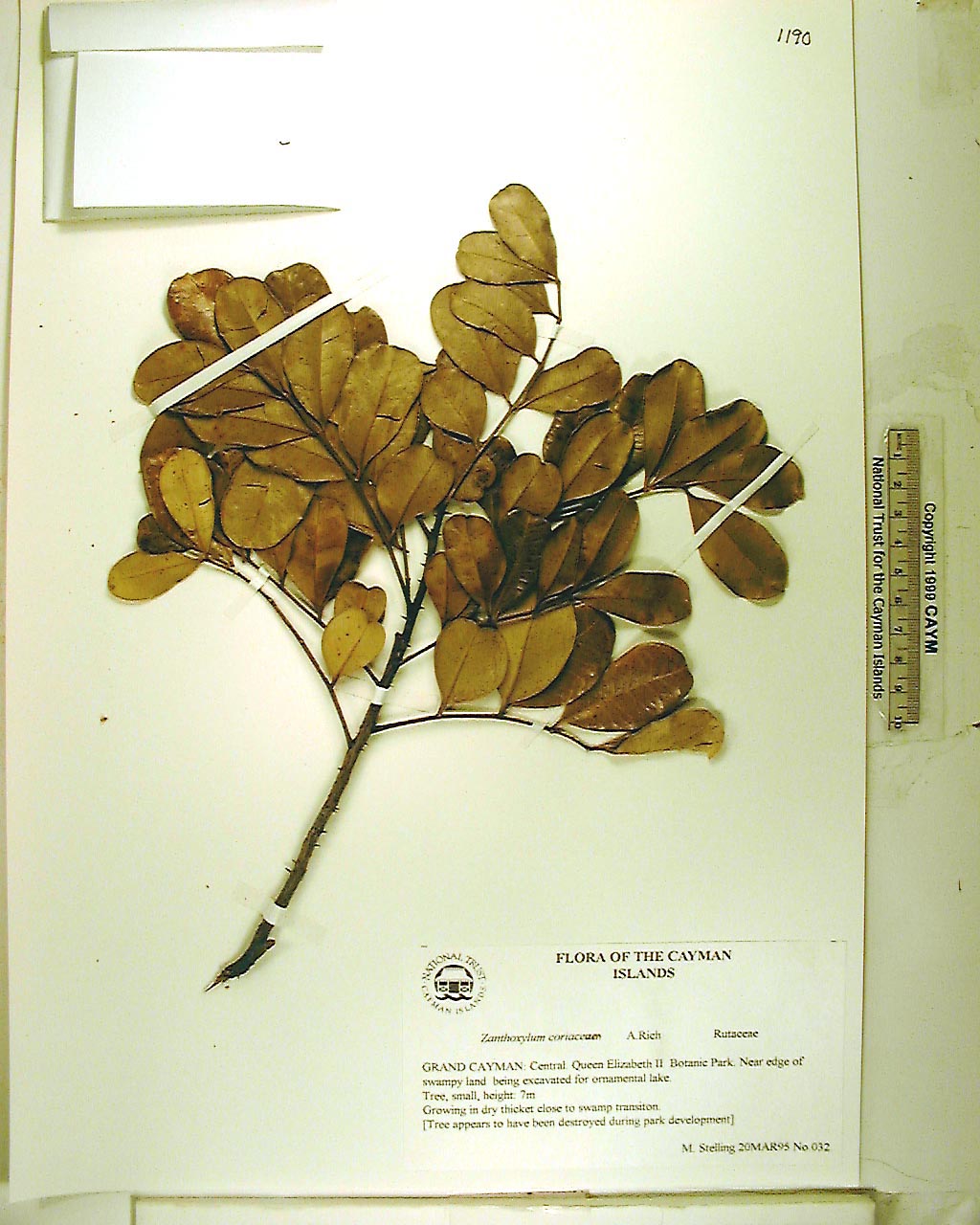 National Trust Virtual herbarium