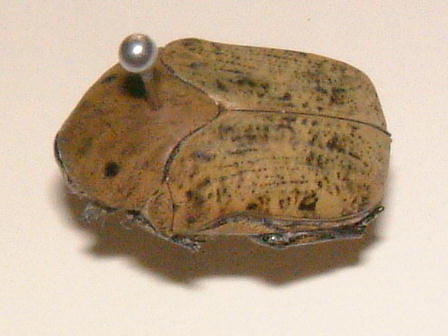 Scarabaeidae, cetoniinae