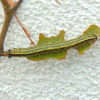 Ascia monuste eubotea  caterpillar