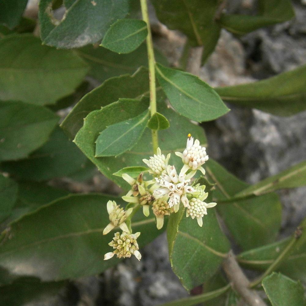 Verbesina caymanensis