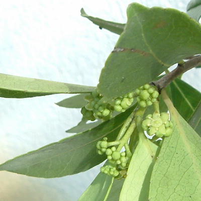 Elaeodendron xylocarpum var. attenuatum  in bloom 