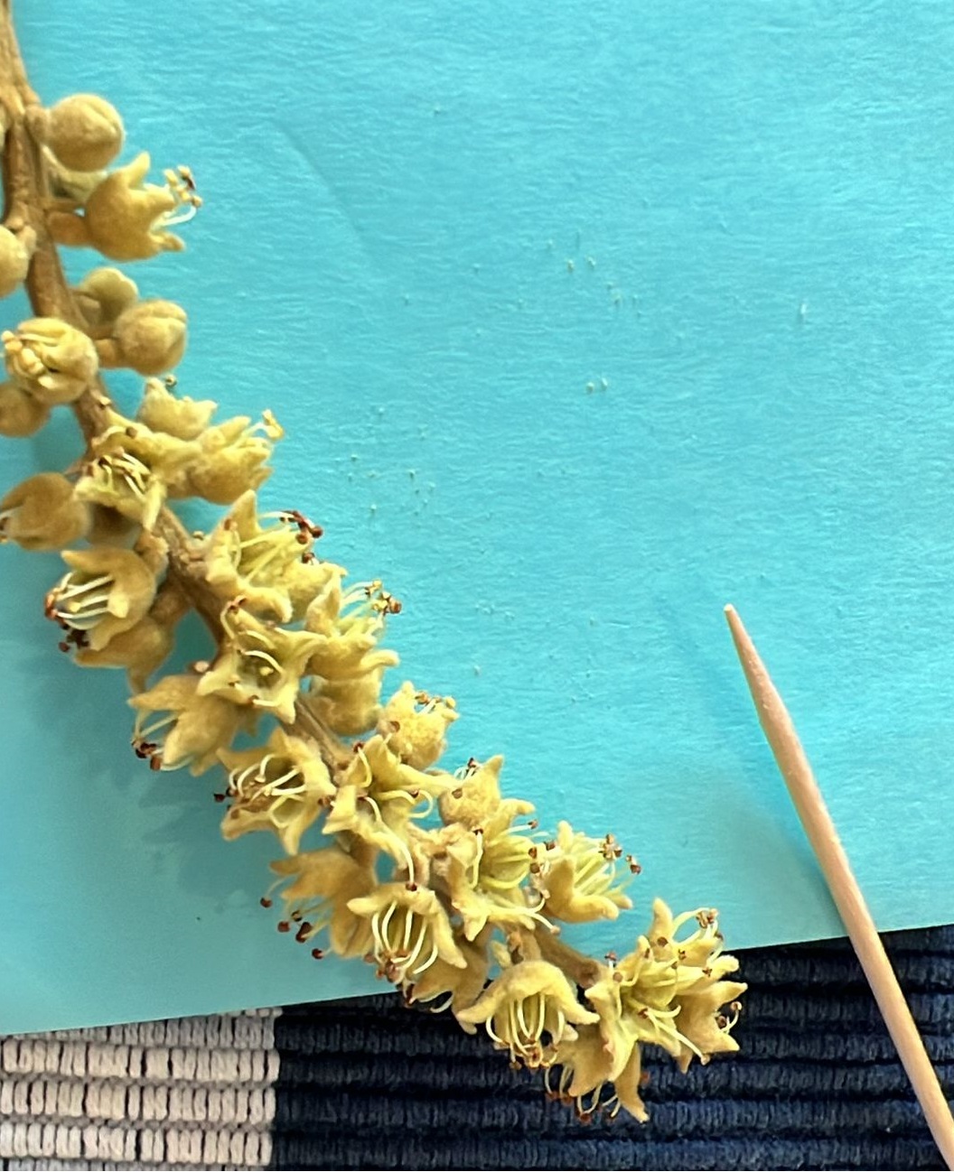 Blooms