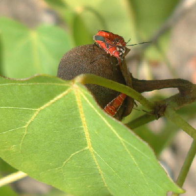 Love bugs / Oncopeltus fasciatus