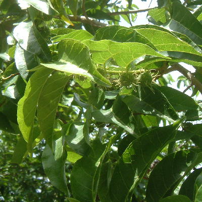 Female  tree leaves