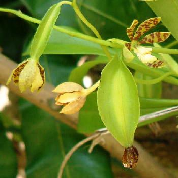 Seed pod & blooms