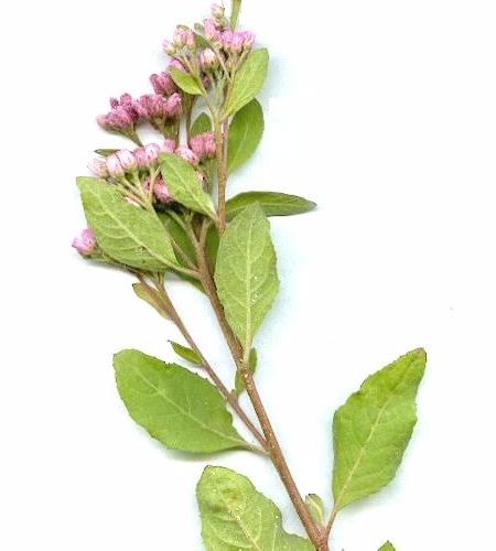 Dark pink inflorescence, fragrant leaves
