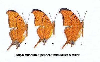 Marpesia eleuchea / Antillea Ruddy Daggerwing