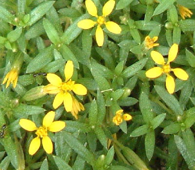 Pectis aymanensis robusta