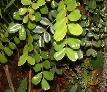 Very variable leaves