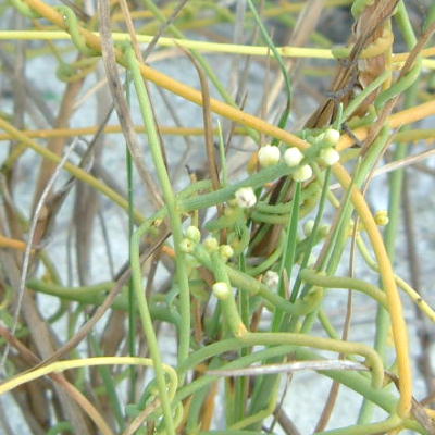 Cassytha filiformis bloom