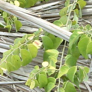 Dalbergia ecastaphyllum seed pod