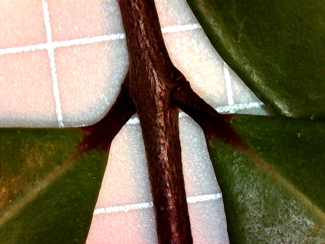 Red petiole
