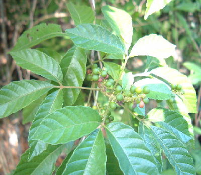 Young Fruits