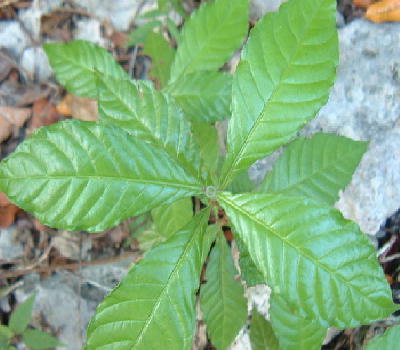 Young Plant